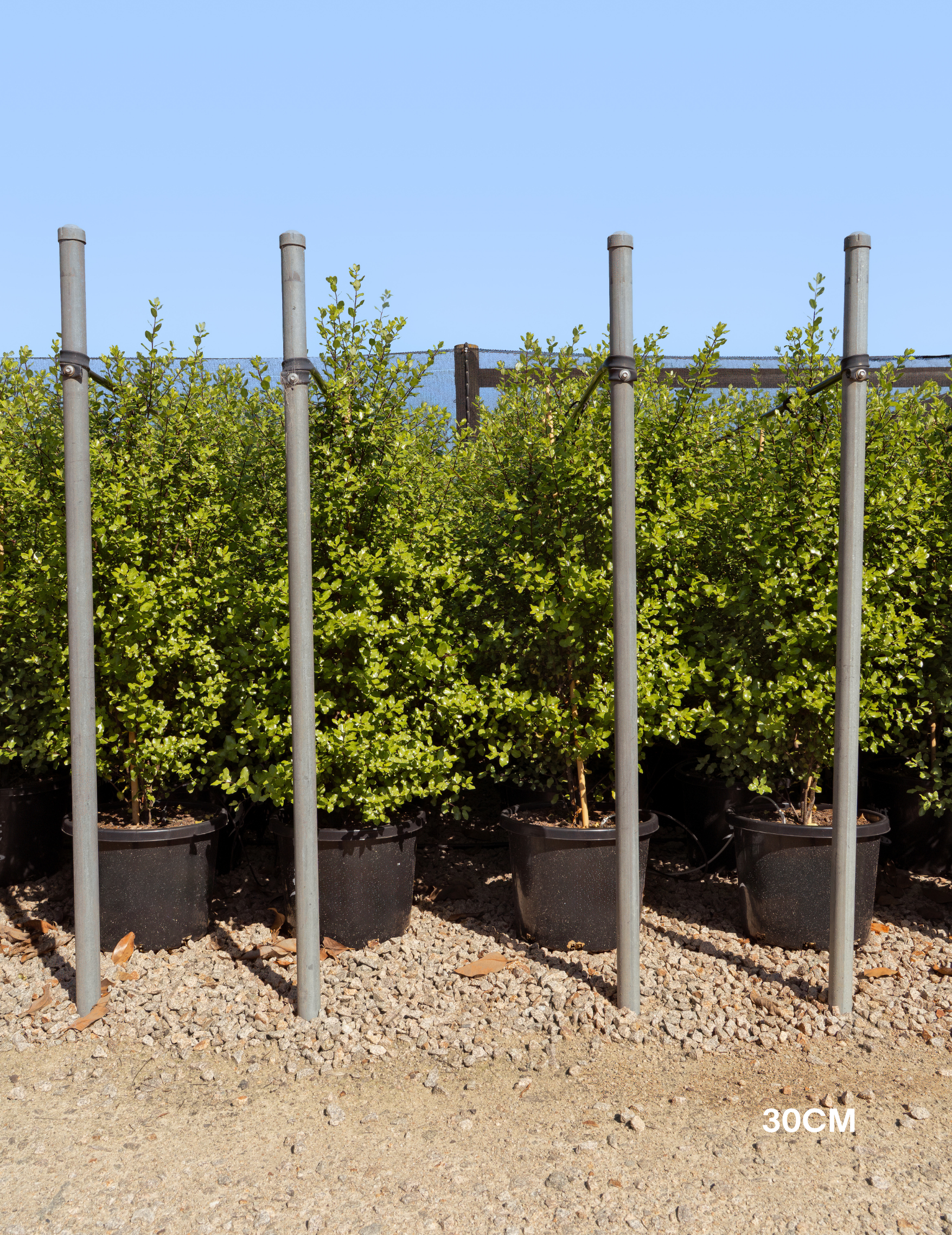 Pittosporum tenuifolium ‘Screenmaster’ – Screenmaster Pittosporum