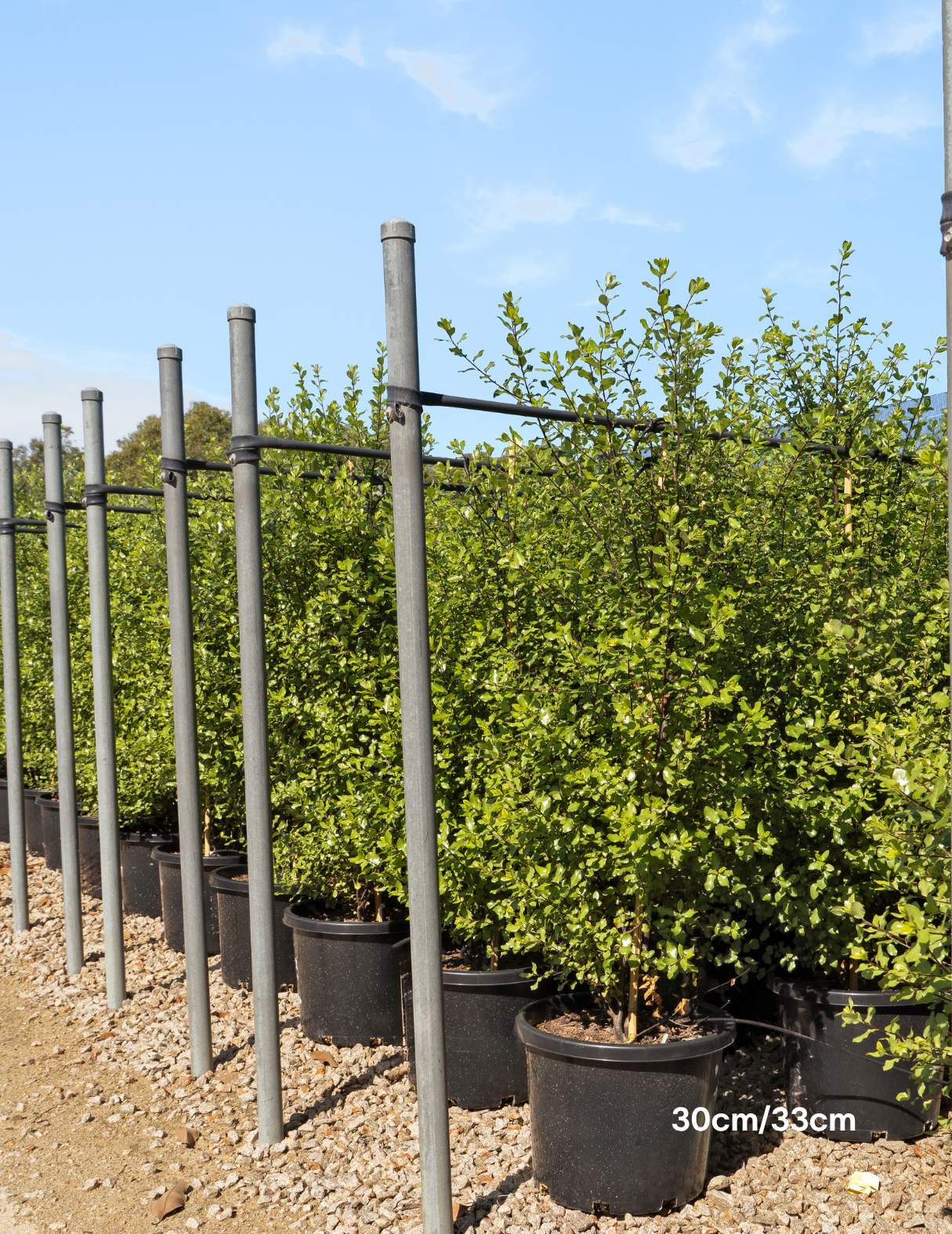 Pittosporum tenuifolium ‘Screenmaster’ – Screenmaster Pittosporum