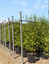 Pittosporum ‘Screenmaster’ – Evergreen Screening Hedge