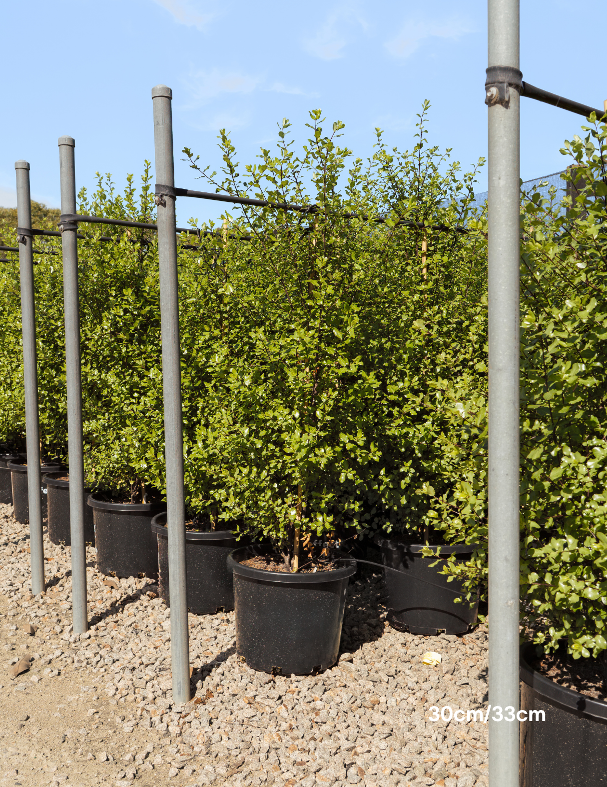 Pittosporum tenuifolium ‘Screenmaster’ – Screenmaster Pittosporum