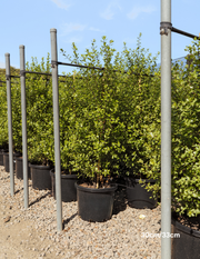 Pittosporum tenuifolium ‘Screenmaster’ – Screenmaster Pittosporum