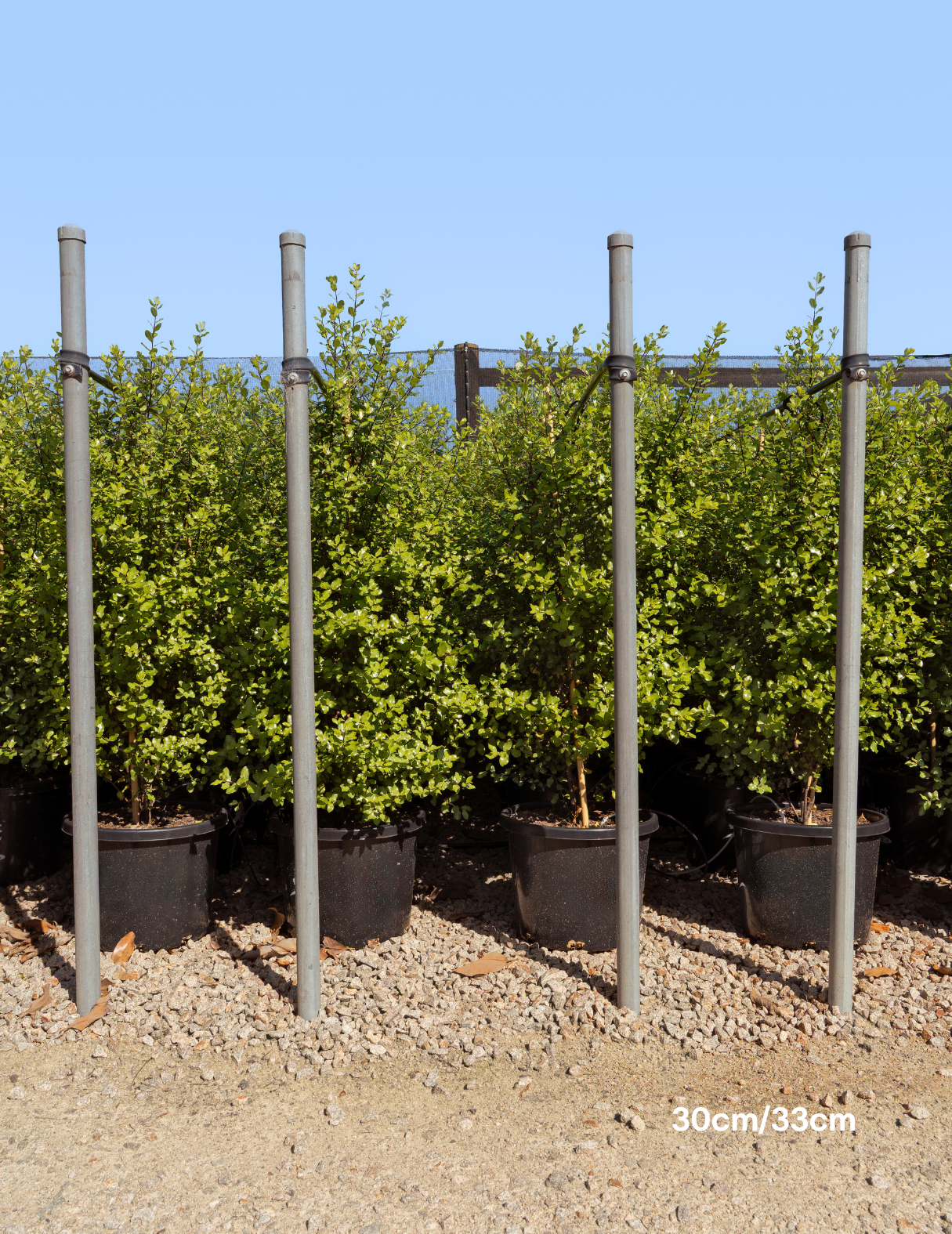Pittosporum tenuifolium ‘Screenmaster’ – Screenmaster Pittosporum