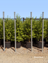 Pittosporum ‘Screenmaster’ – Evergreen Screening Hedge