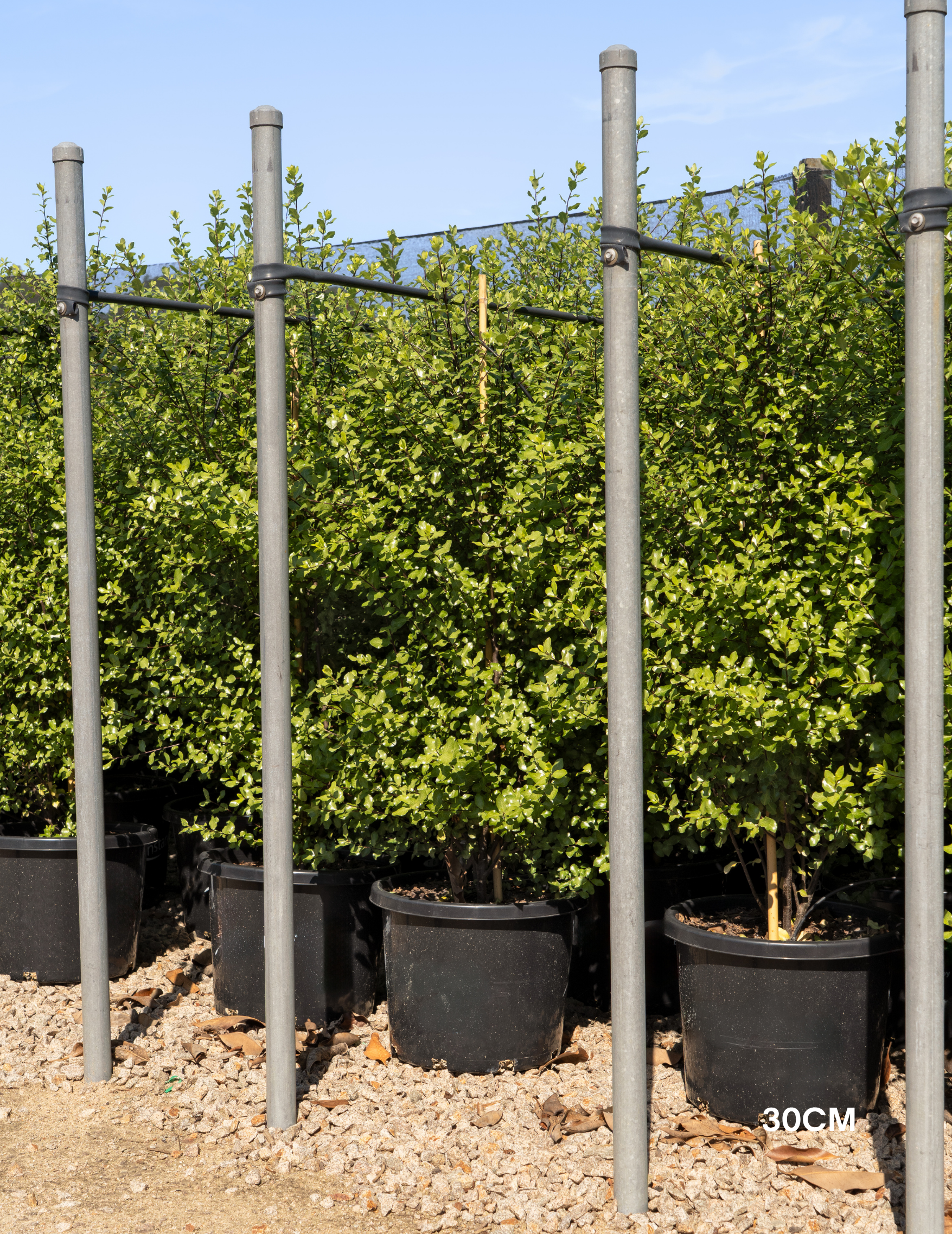 Pittosporum tenuifolium ‘Screenmaster’ – Screenmaster Pittosporum