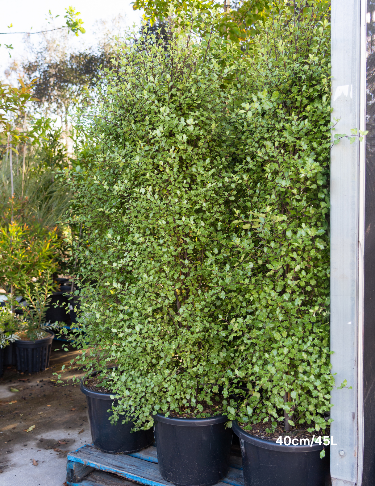 Pittosporum tenuifolium 'Silver Sheen'