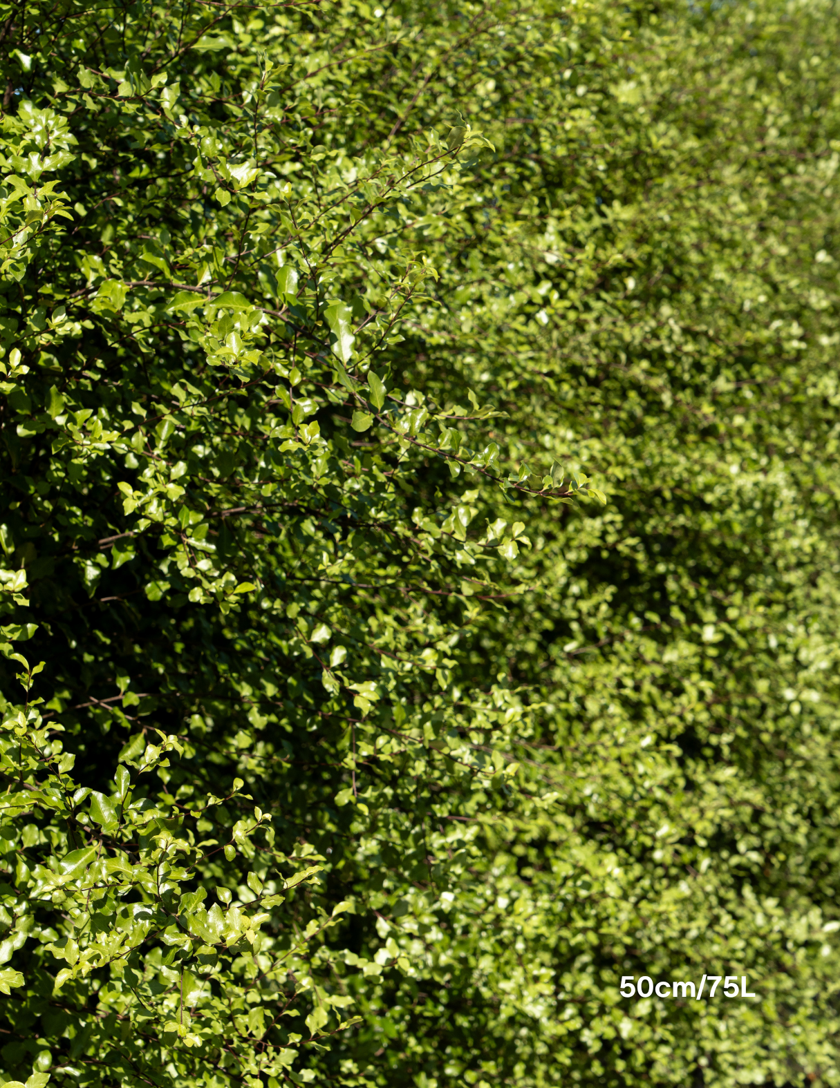 Pittosporum tenuifolium 'Silver Sheen'