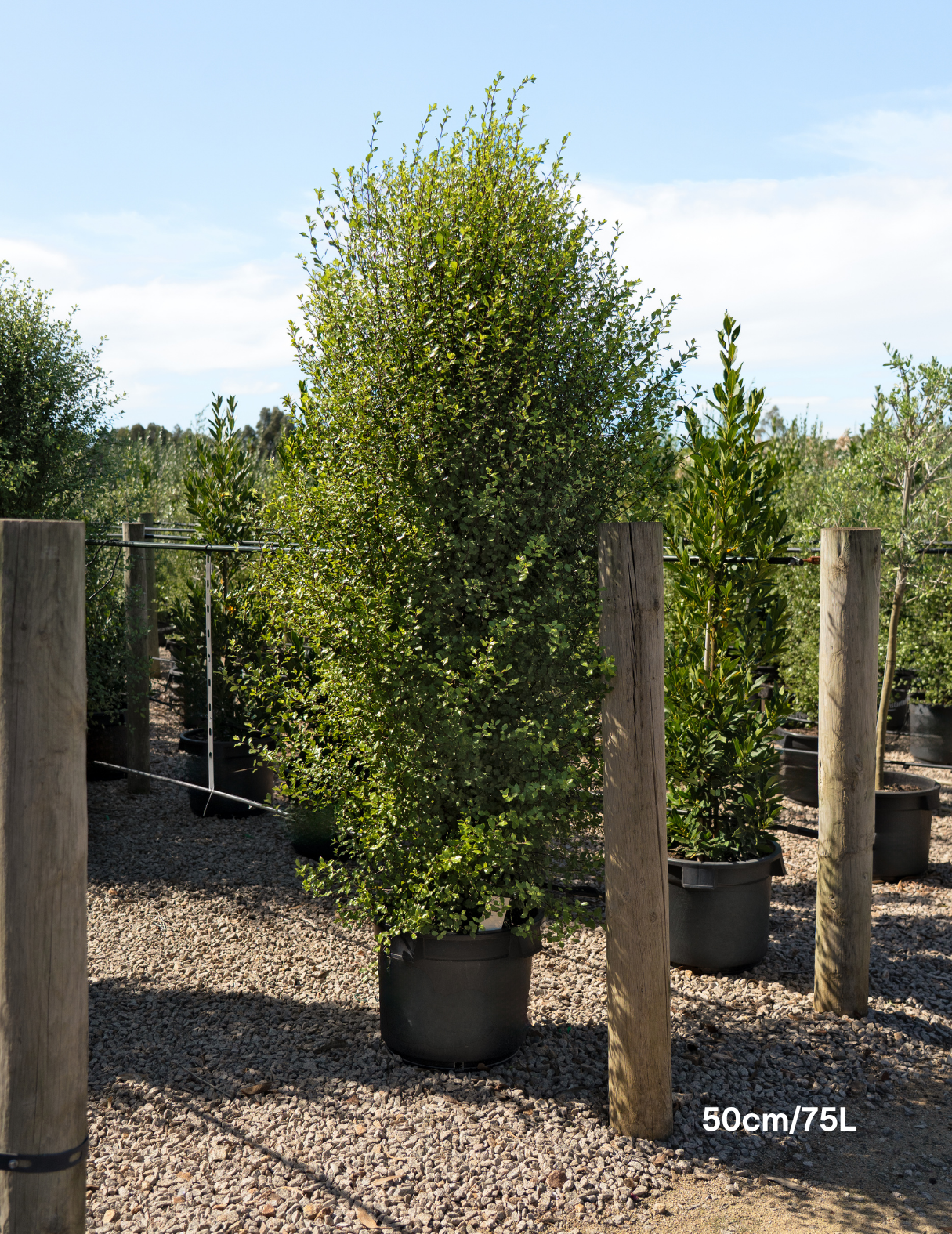 Pittosporum tenuifolium 'Silver Sheen'