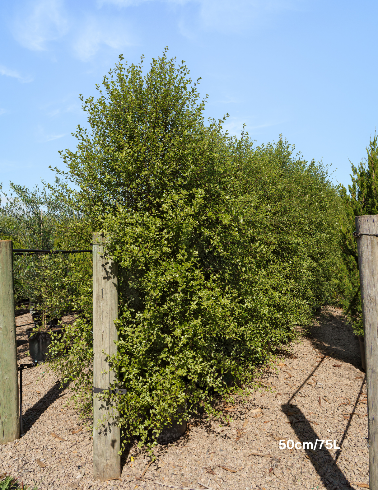 Pittosporum tenuifolium 'Silver Sheen'