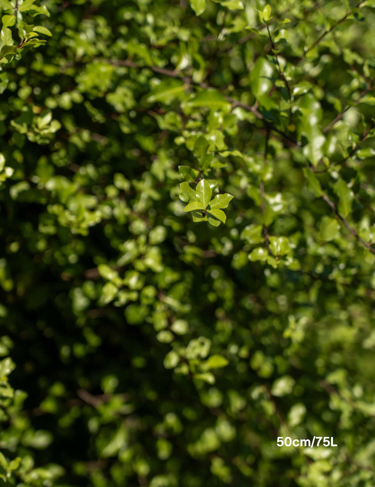 Pittosporum tenuifolium 'Silver Sheen'
