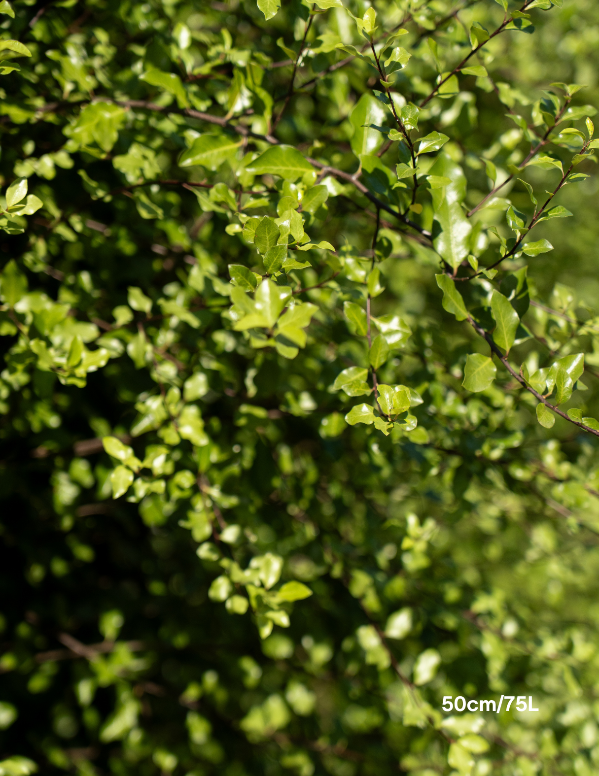 Pittosporum tenuifolium 'Silver Sheen'