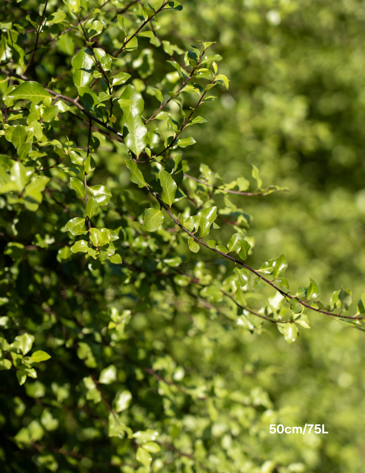 Pittosporum tenuifolium 'Silver Sheen'