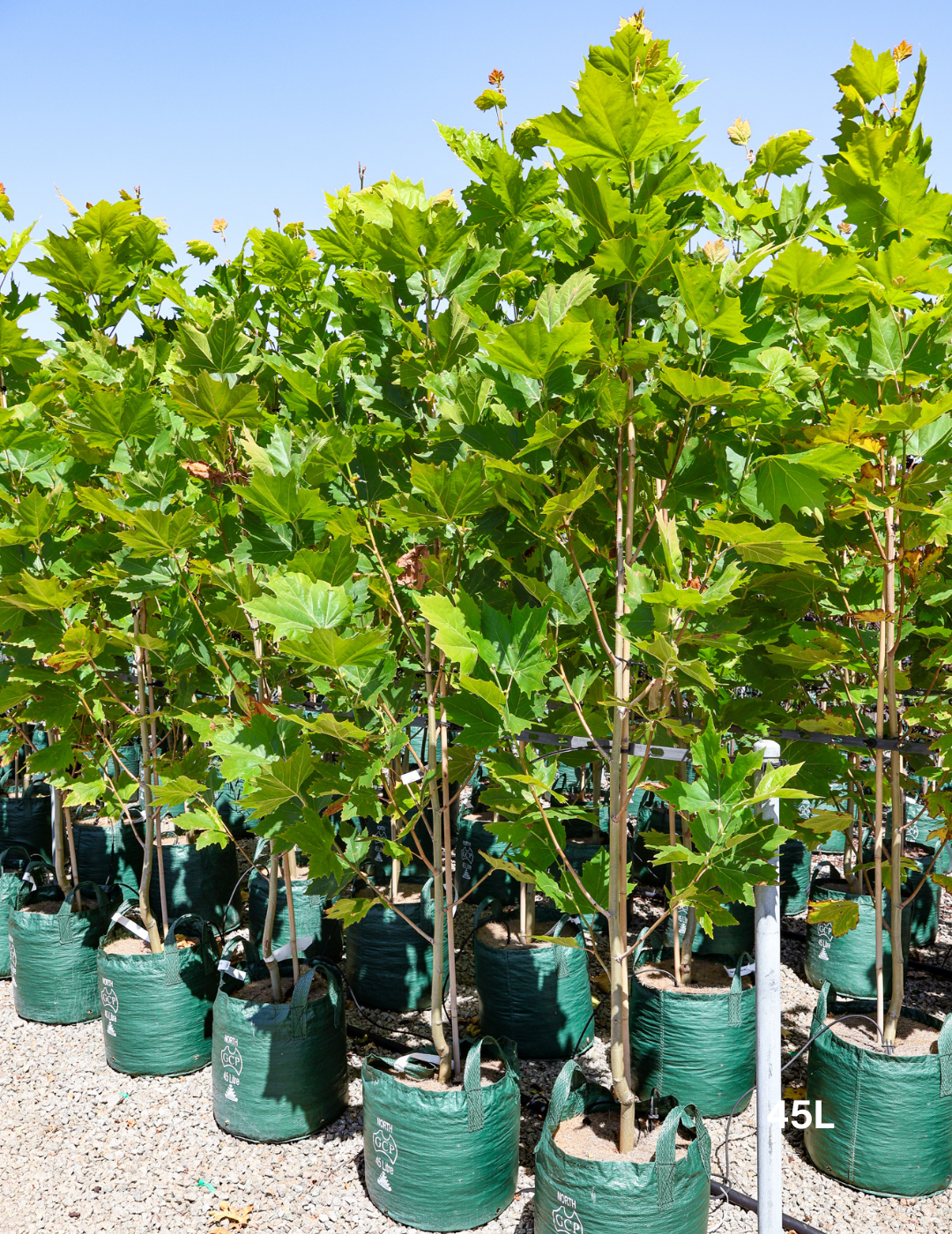 Platanus x acerifolia - London Plain Tree - Evergreen Trees Direct