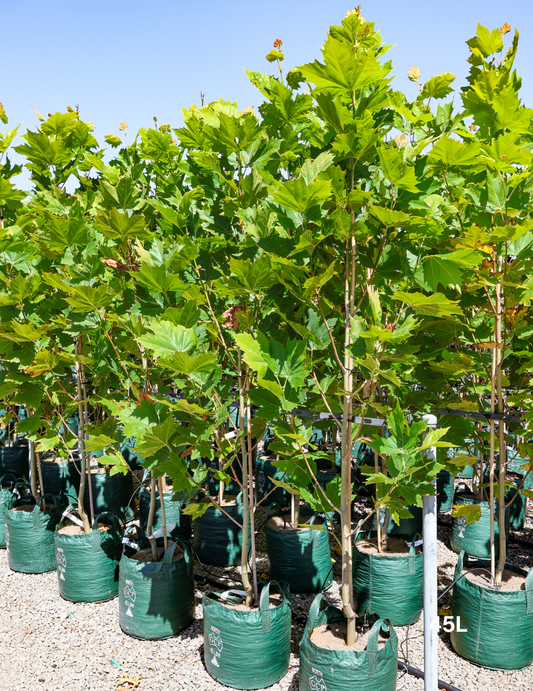 Platanus x acerifolia - London Plain Tree