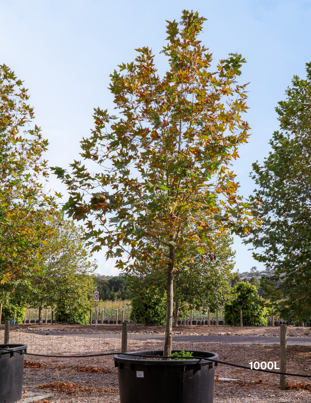 Platanus x acerifolia - London Plain Tree - Evergreen Trees Direct