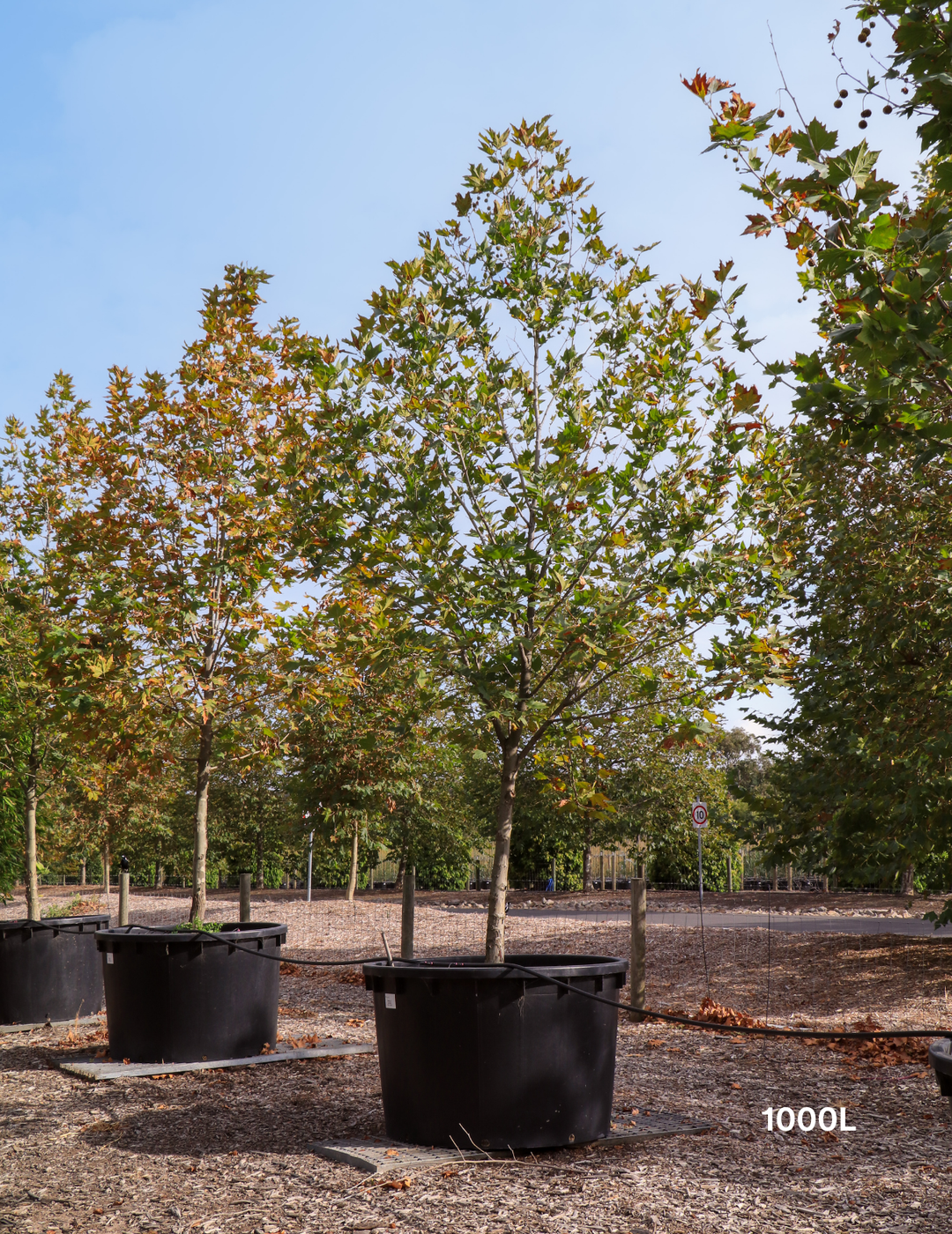 Platanus x acerifolia London Plane Tree