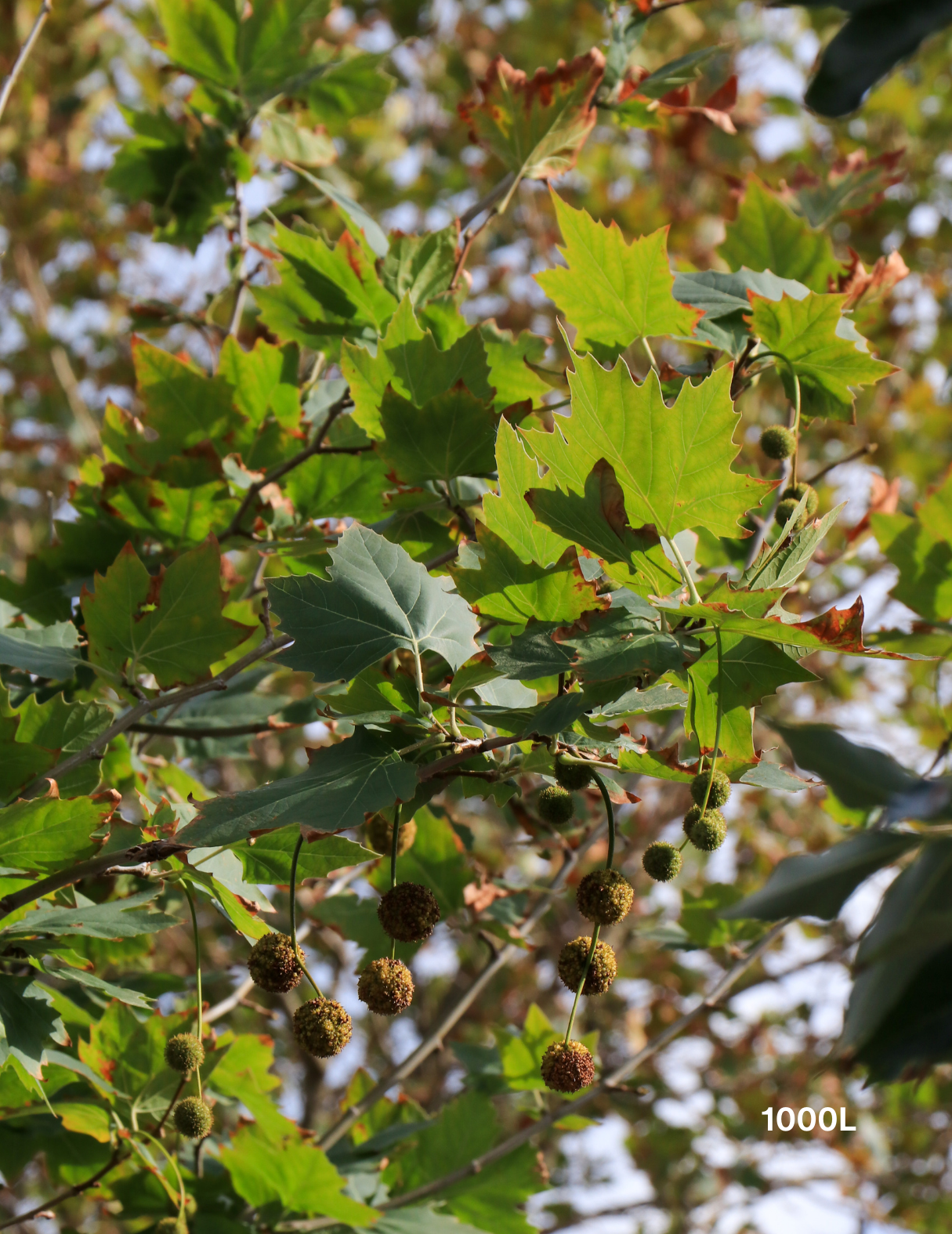 Platanus x acerifolia - London Plain Tree - Evergreen Trees Direct