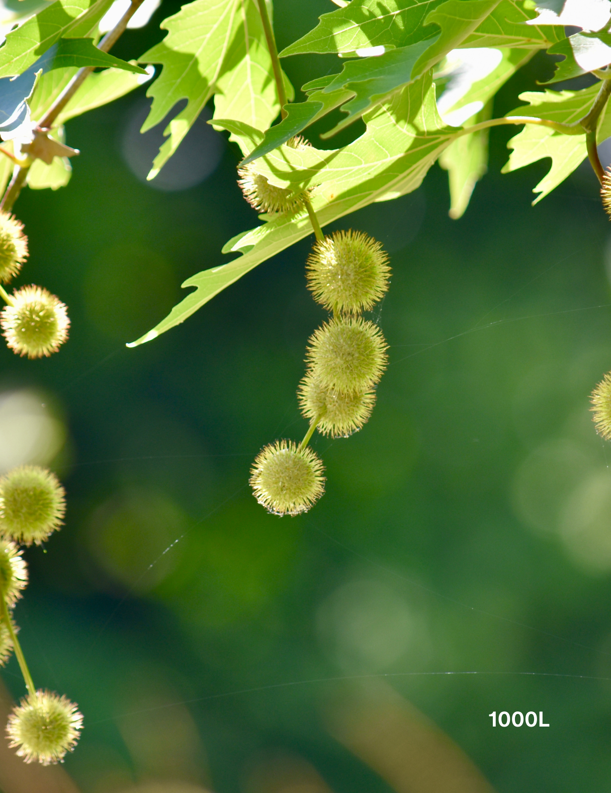 Platanus x acerifolia - London Plain Tree - Evergreen Trees Direct