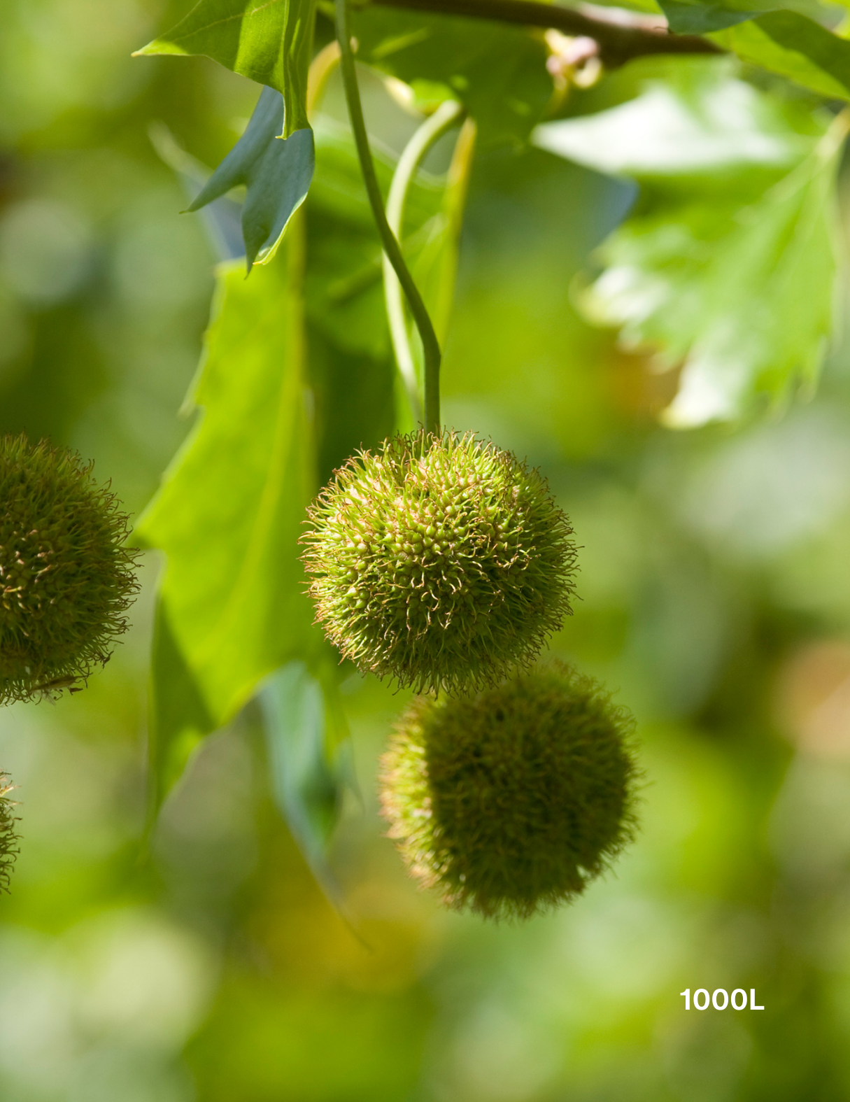 Platanus x acerifolia - London Plain Tree - Evergreen Trees Direct