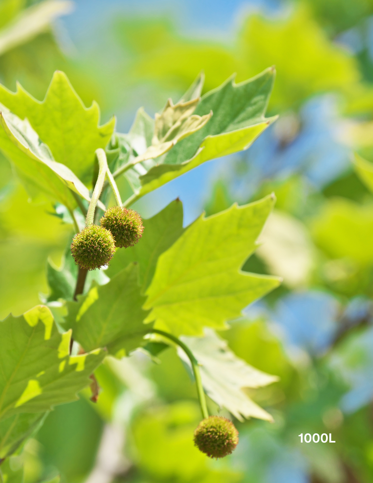 Platanus x acerifolia - London Plain Tree - Evergreen Trees Direct