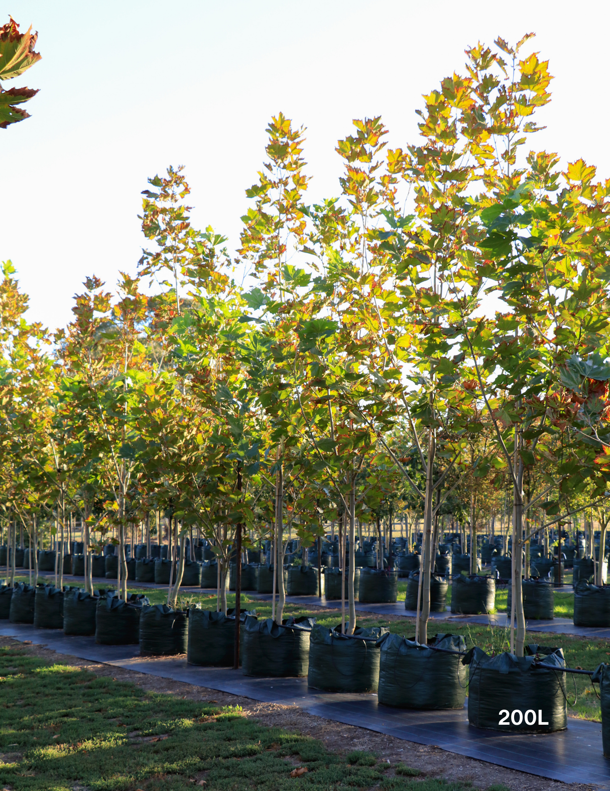 Platanus x acerifolia - London Plain Tree - Evergreen Trees Direct
