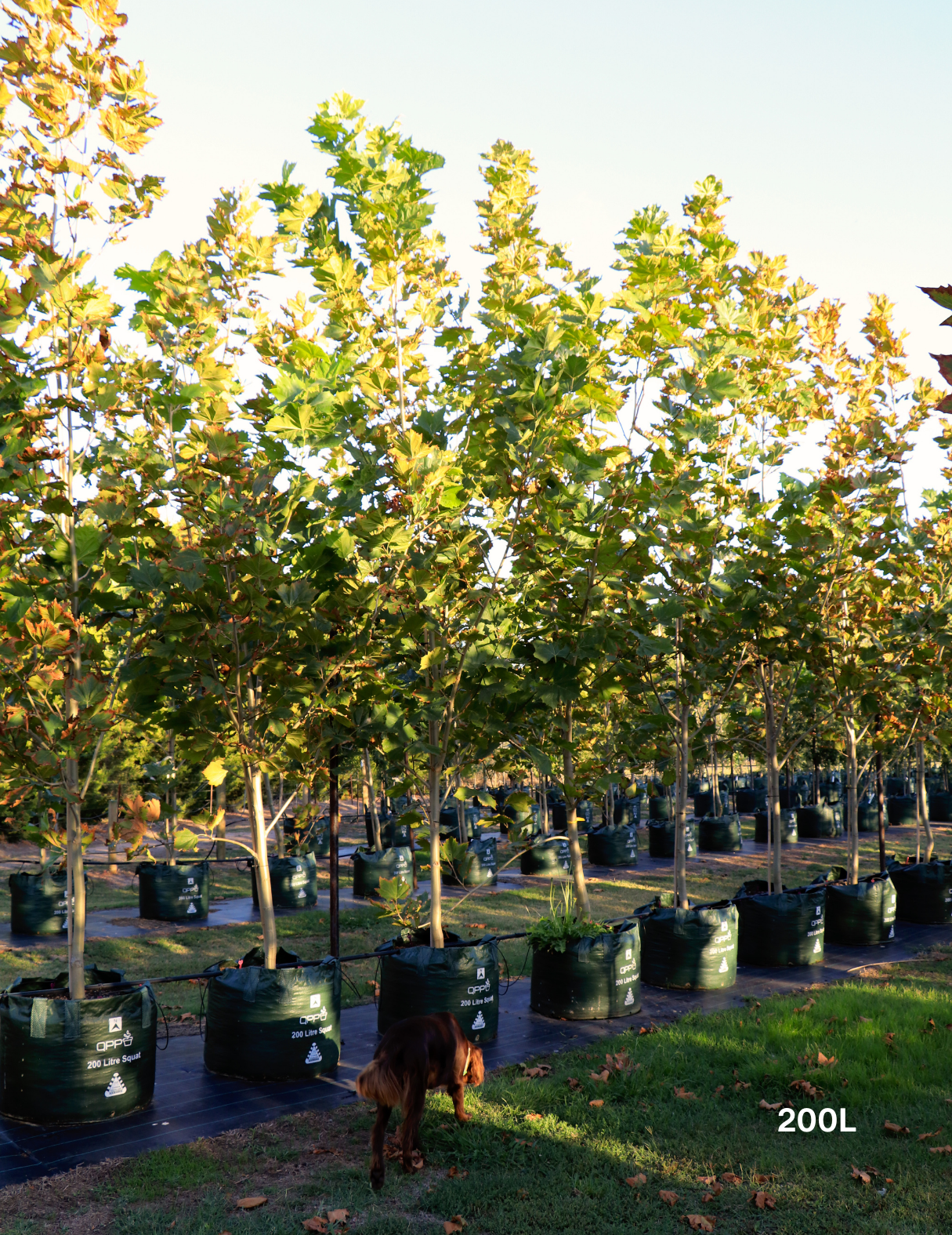 Platanus x acerifolia - London Plain Tree - Evergreen Trees Direct