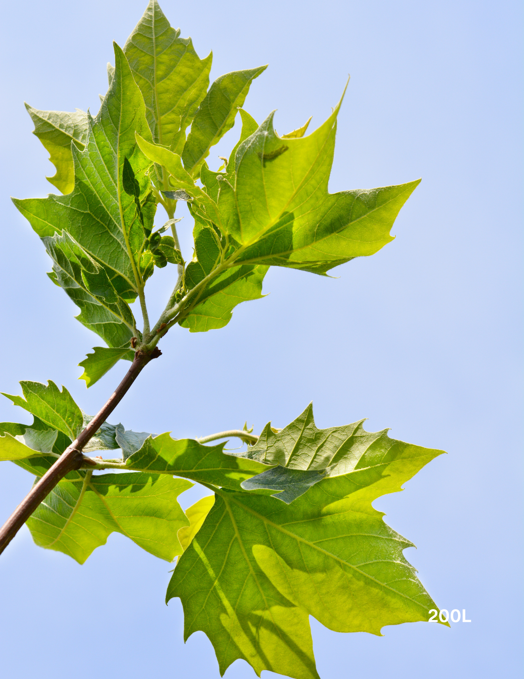 Platanus x acerifolia London Plane Tree