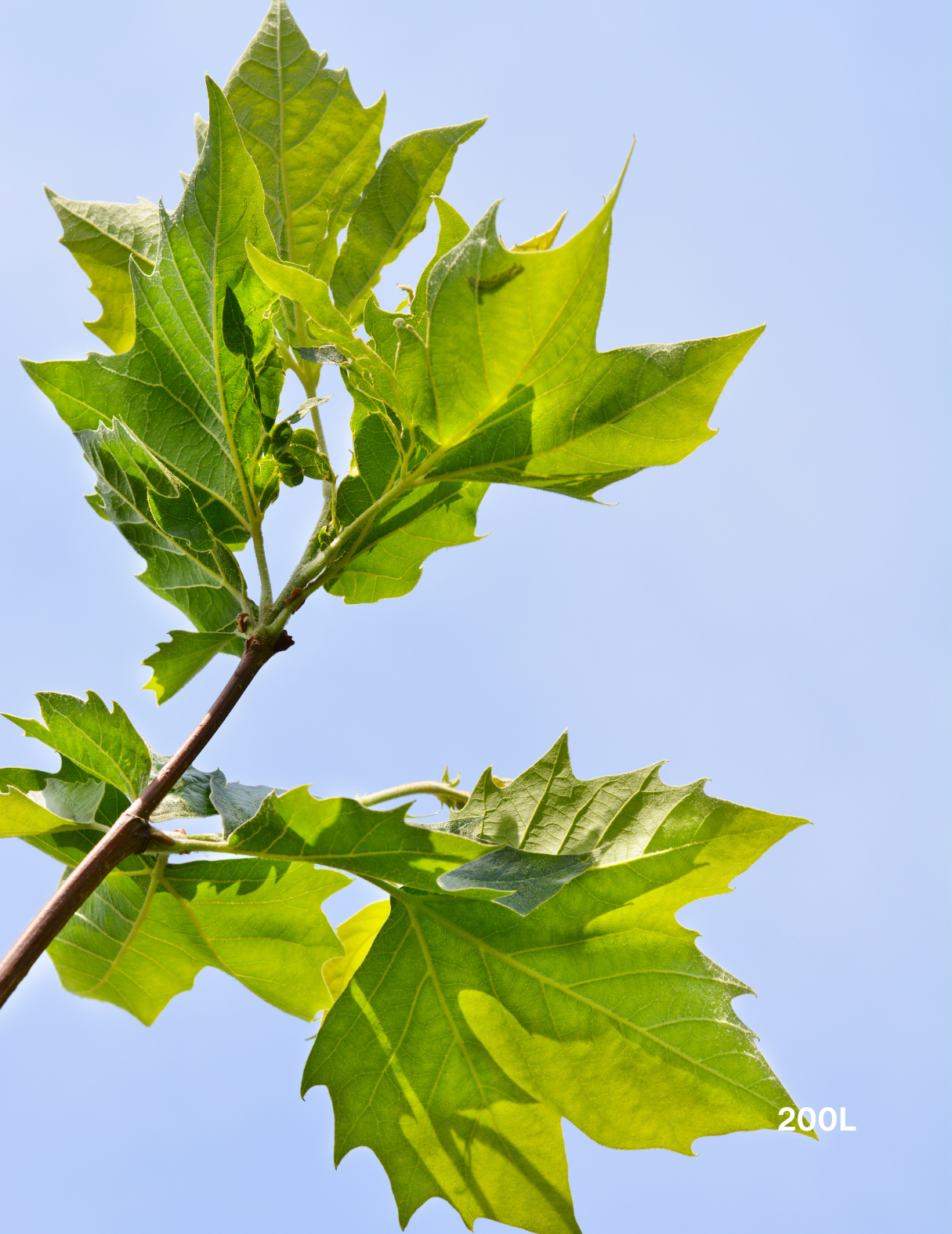 Platanus x acerifolia - London Plain Tree - Evergreen Trees Direct