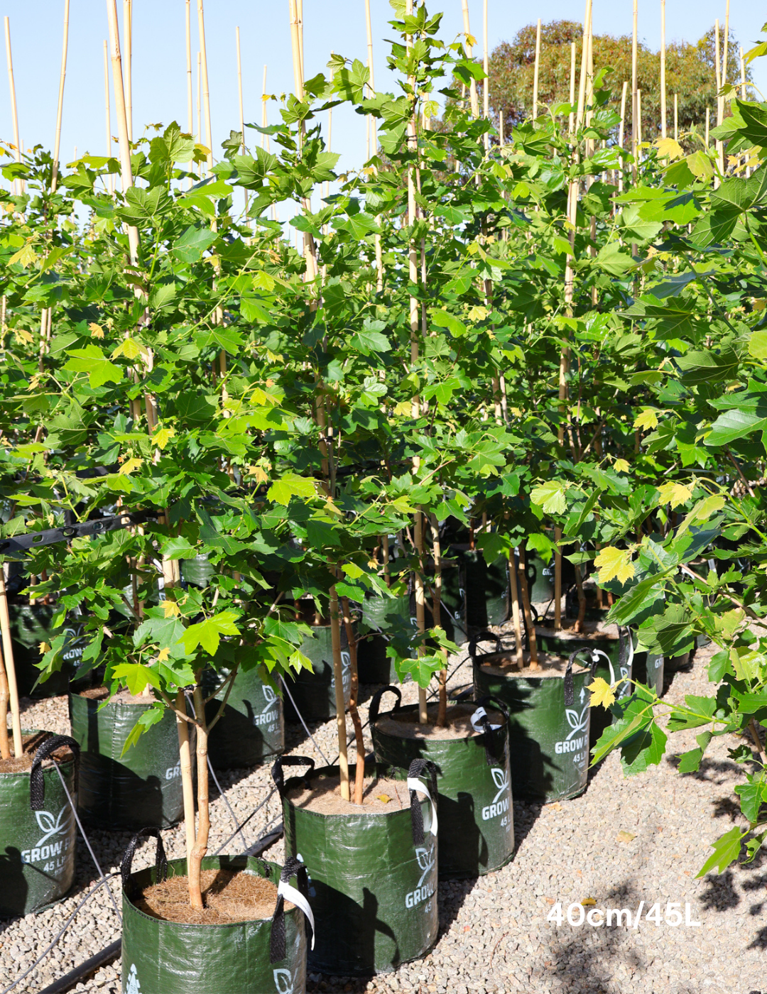 Platanus x acerifolia 'Bloodgood'