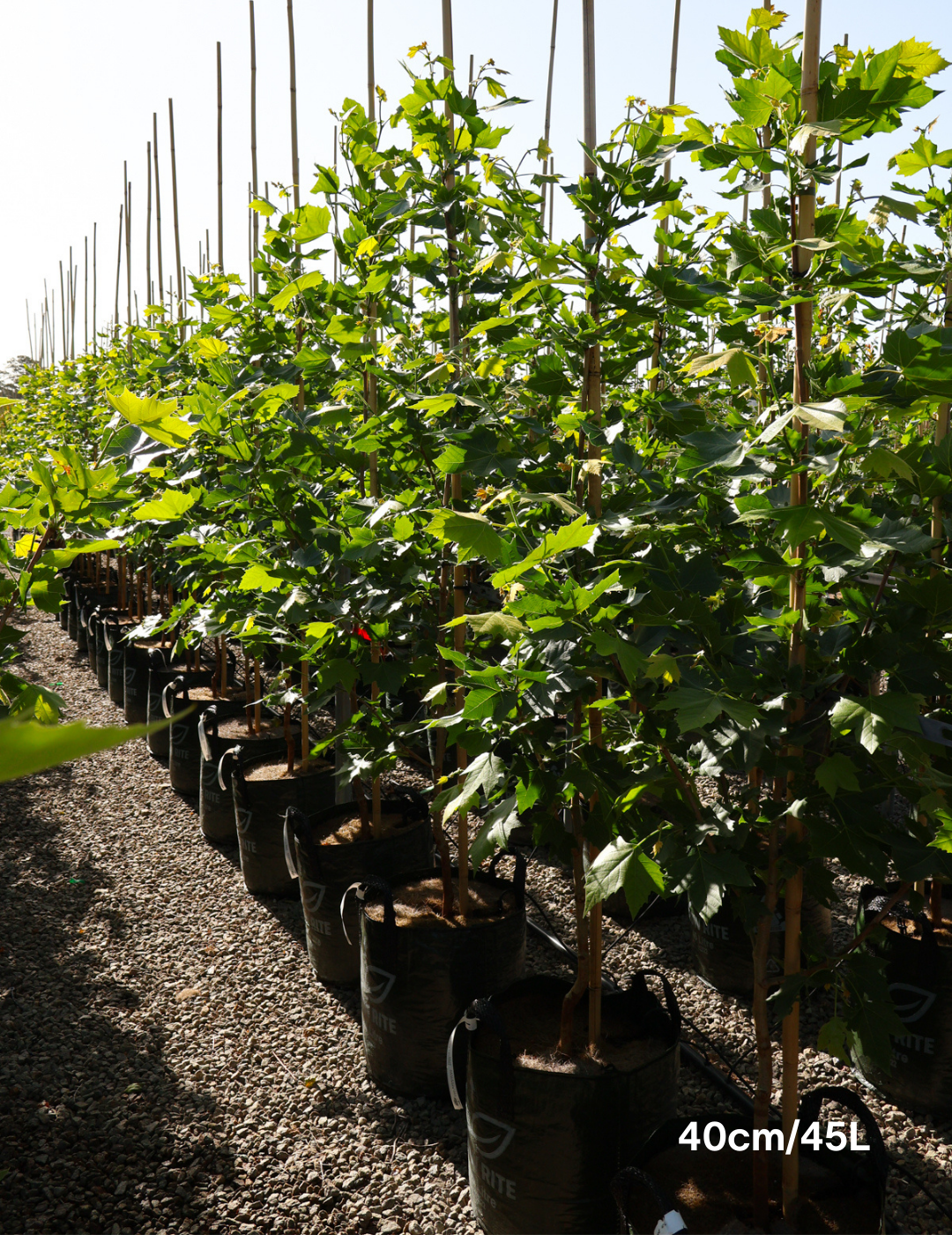 Platanus acerfolia 'Bloodgood' - Evergreen Trees Direct