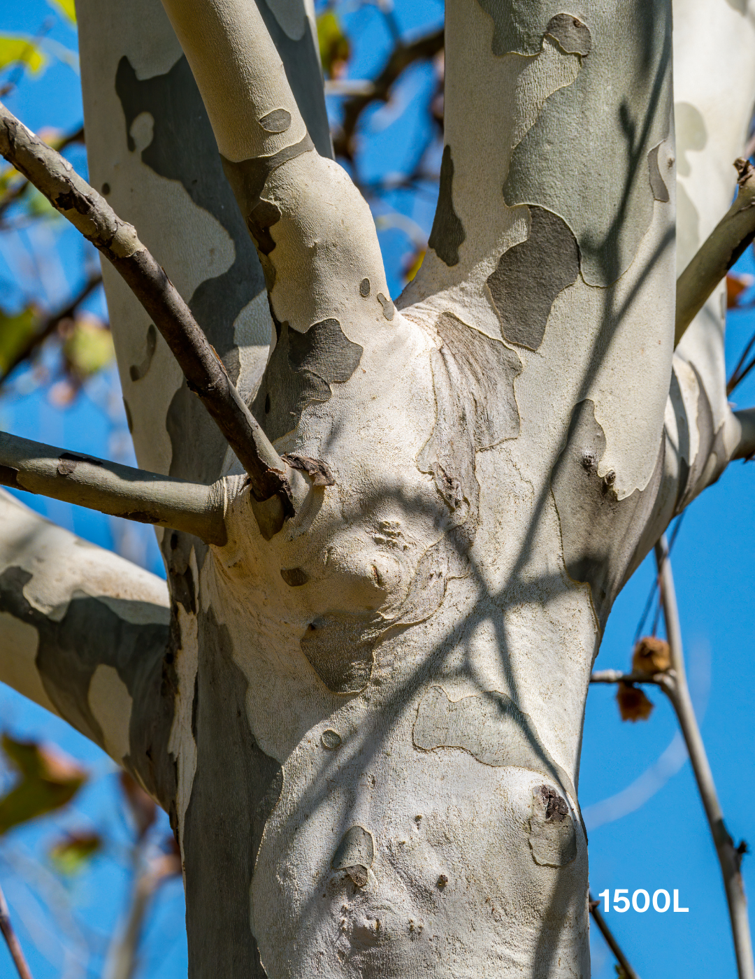 Platanus orientalis 'digitata' - Evergreen Trees Direct
