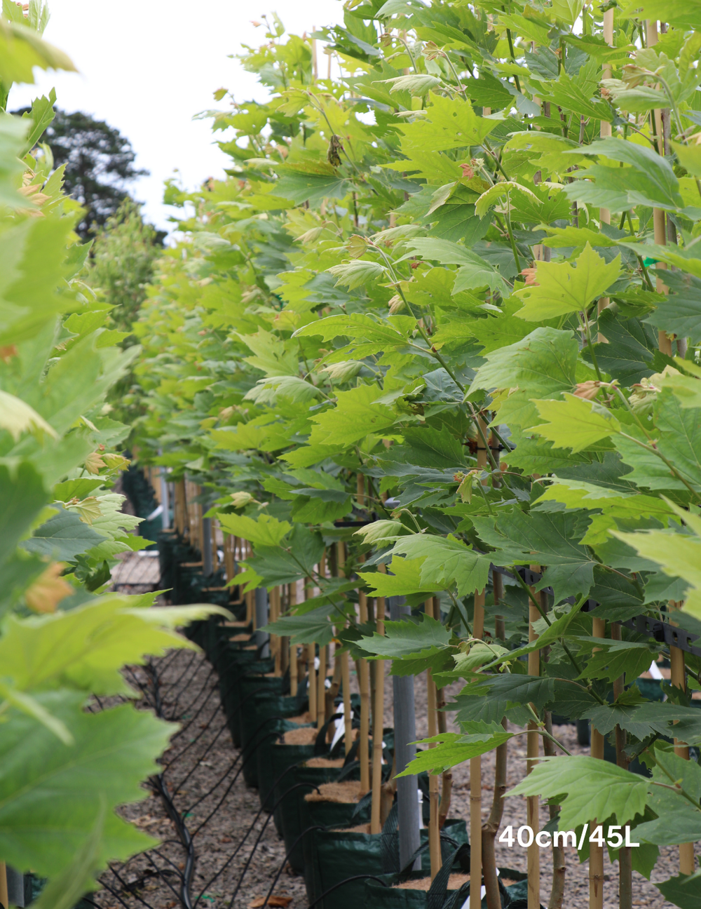 Platanus orientalis 'digitata' - Evergreen Trees Direct