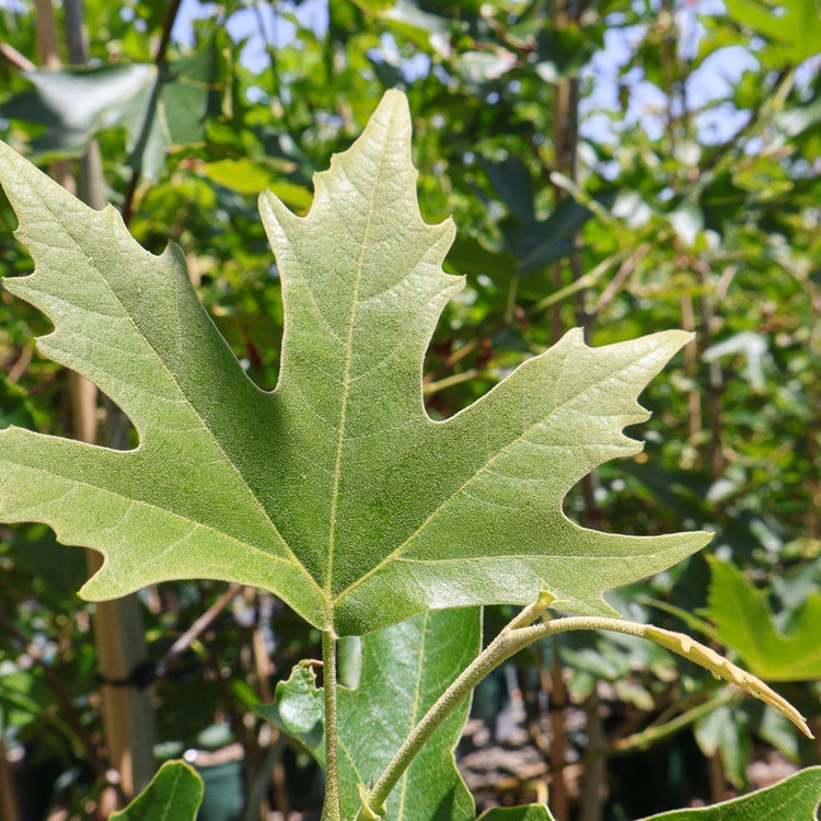 Platanus orientalis 'digitata'