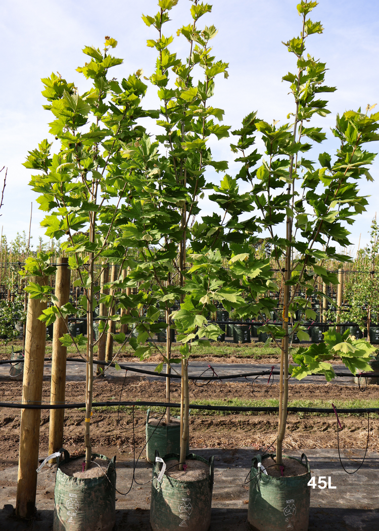 Platanus x acerifolia - London Plain Tree