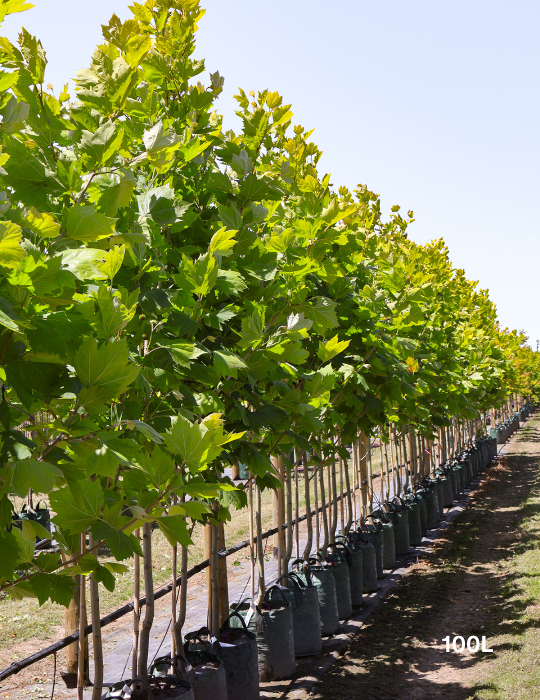 Platanus x acerifolia - London Plain Tree - Evergreen Trees Direct