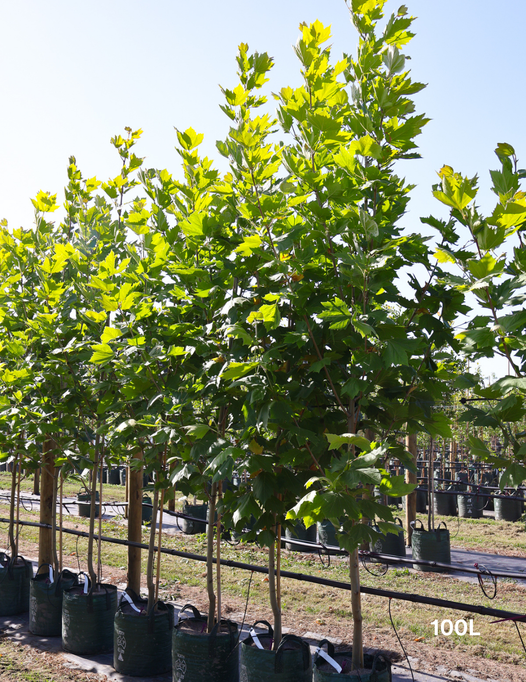 Platanus x acerifolia - London Plain Tree - Evergreen Trees Direct