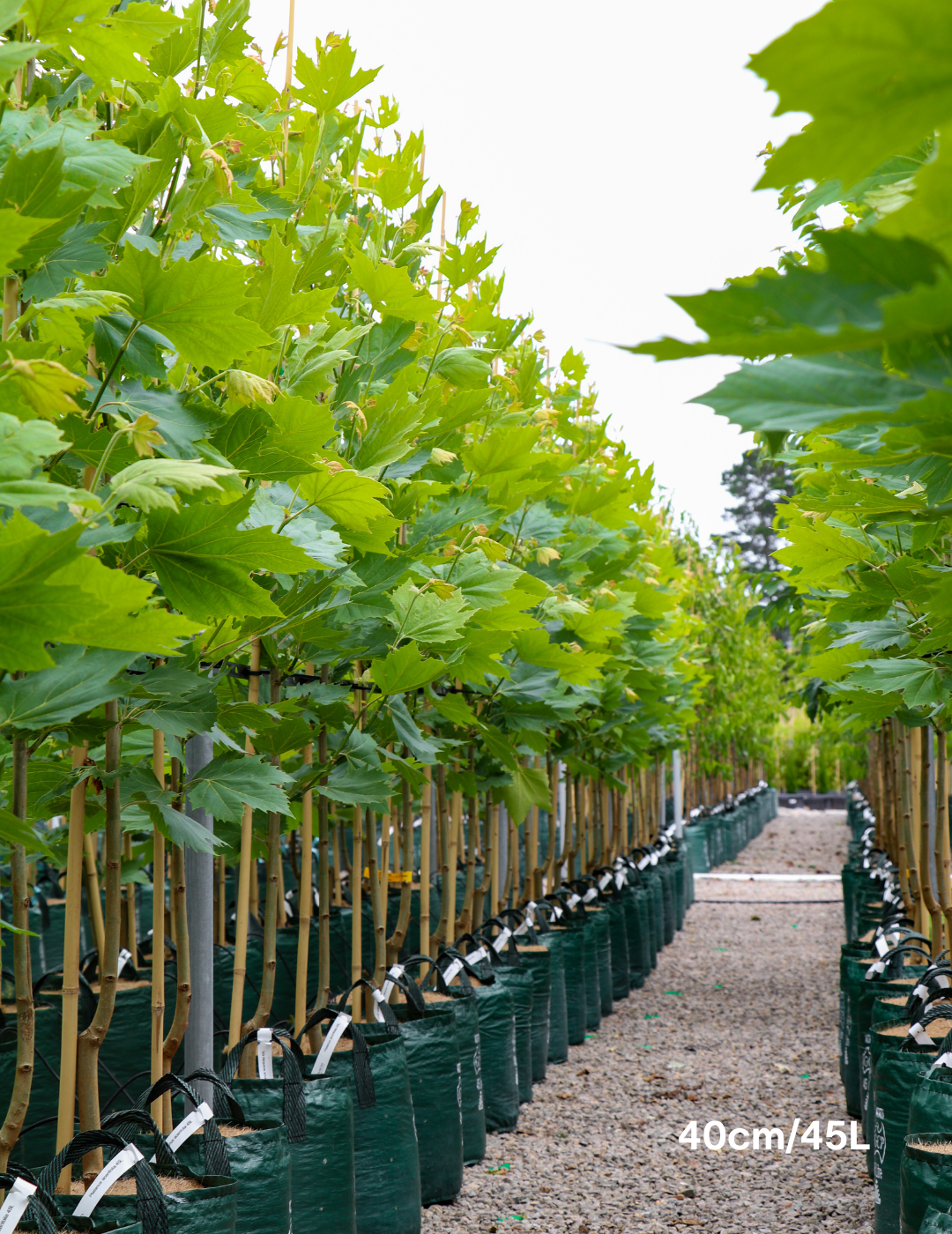 Platanus x acerifolia - London Plain Tree - Evergreen Trees Direct