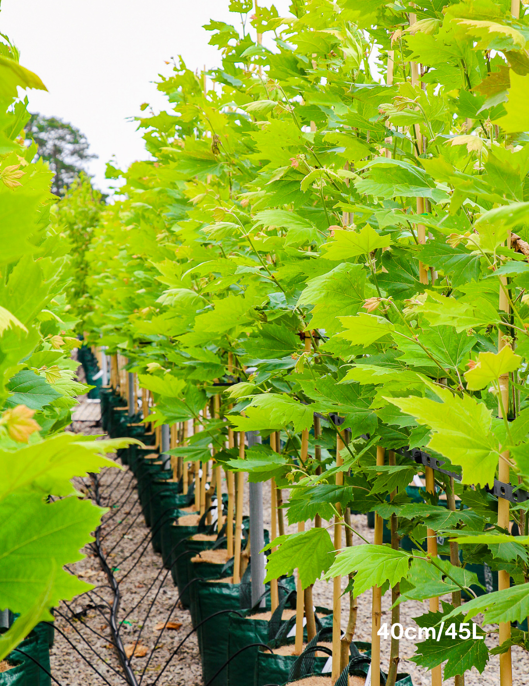 Platanus x acerifolia - London Plain Tree - Evergreen Trees Direct
