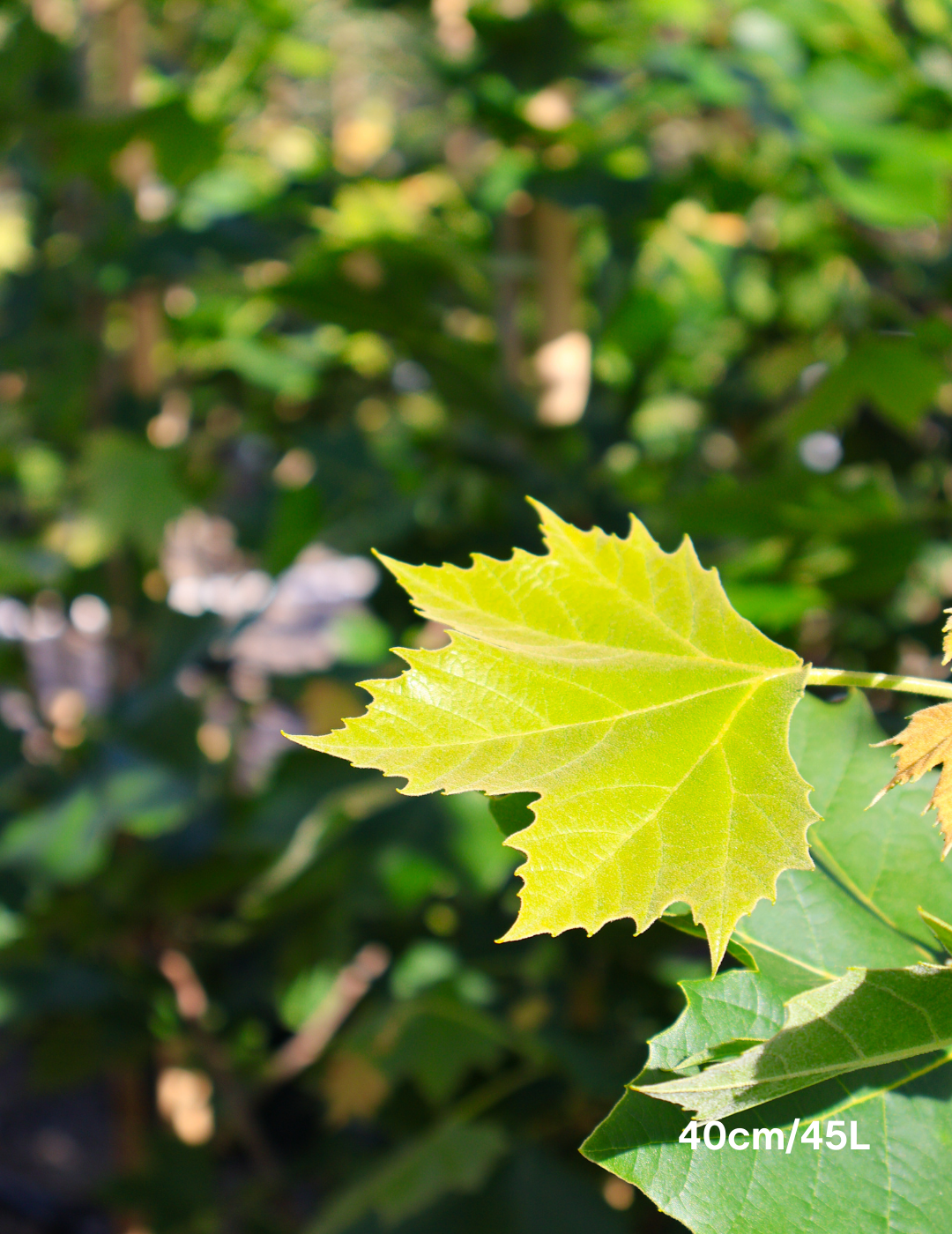 Platanus x acerifolia - London Plain Tree - Evergreen Trees Direct