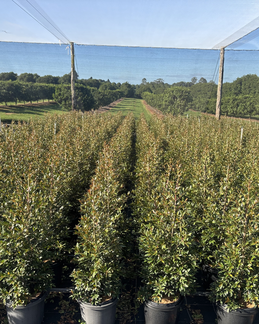 Syzygium australe ‘Plum Magic’ – Plum Magic Lilly Pilly