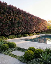 Syzygium australe ‘Plum Magic’ – Plum Magic Lilly Pilly
