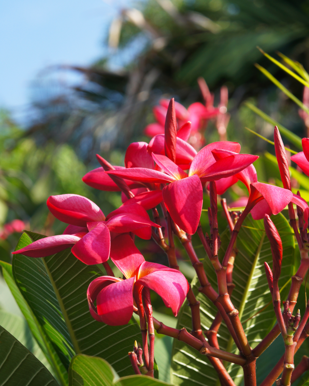 Plumeria rubra – Pink Frangipani - Evergreen Trees Direct
