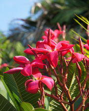 Plumeria rubra – Pink Frangipani