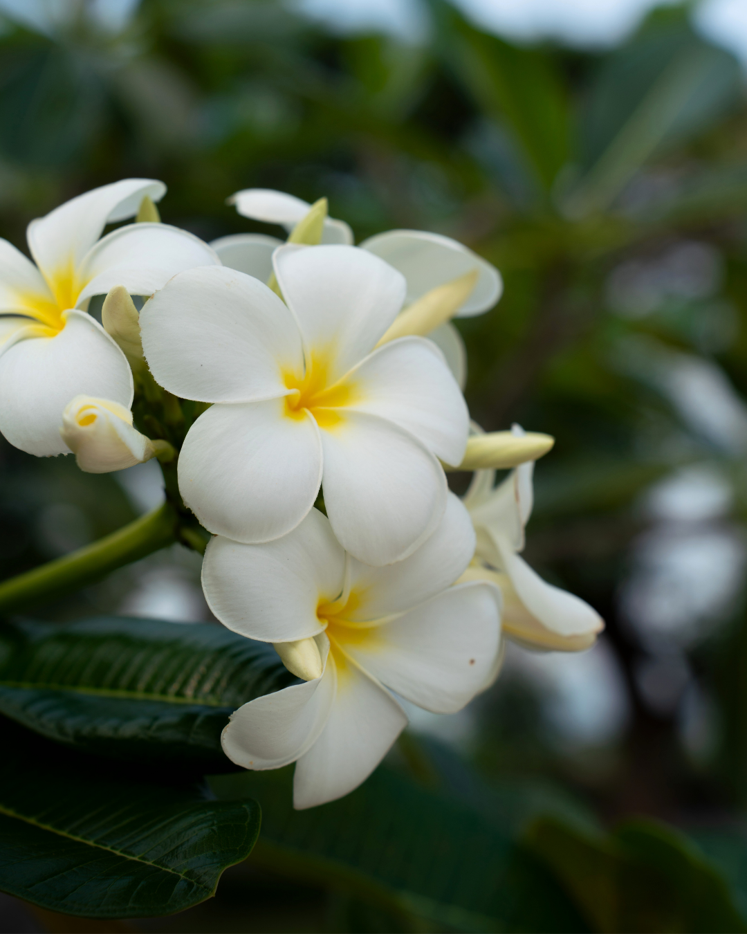 Plumeria rubra acutifolia White Frangipani