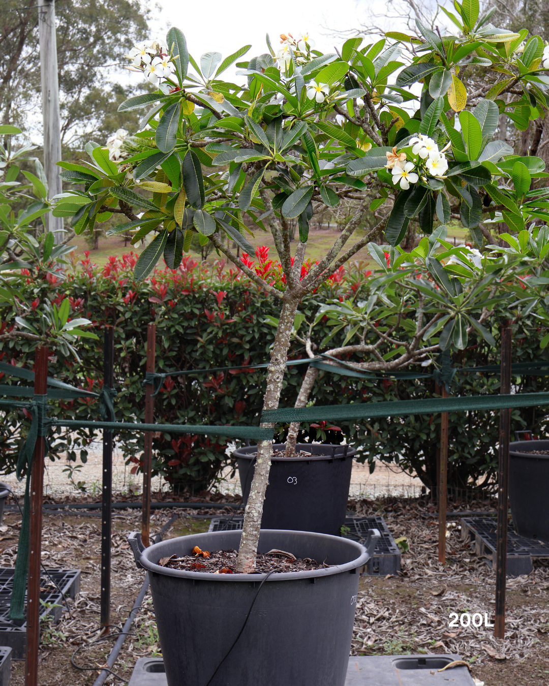 Plumeria rubra acutifolia White Frangipani