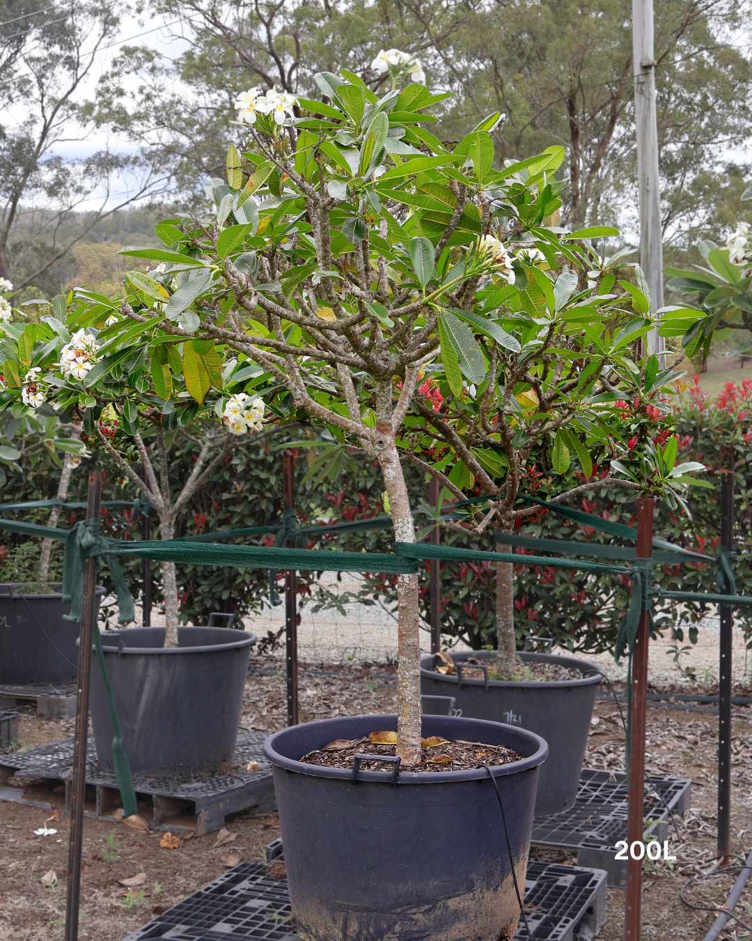 Plumeria rubra acutifolia White Frangipani