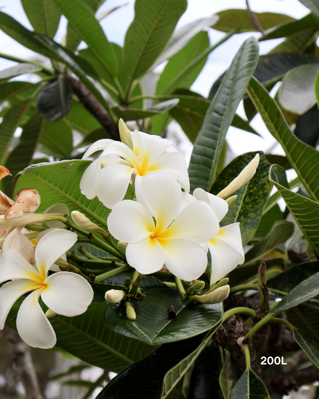 Plumeria rubra acutifolia White Frangipani