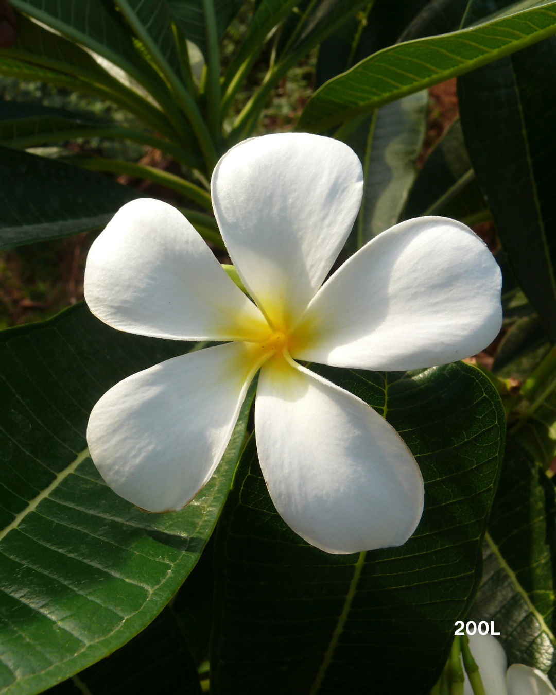 Plumeria rubra acutifolia White Frangipani