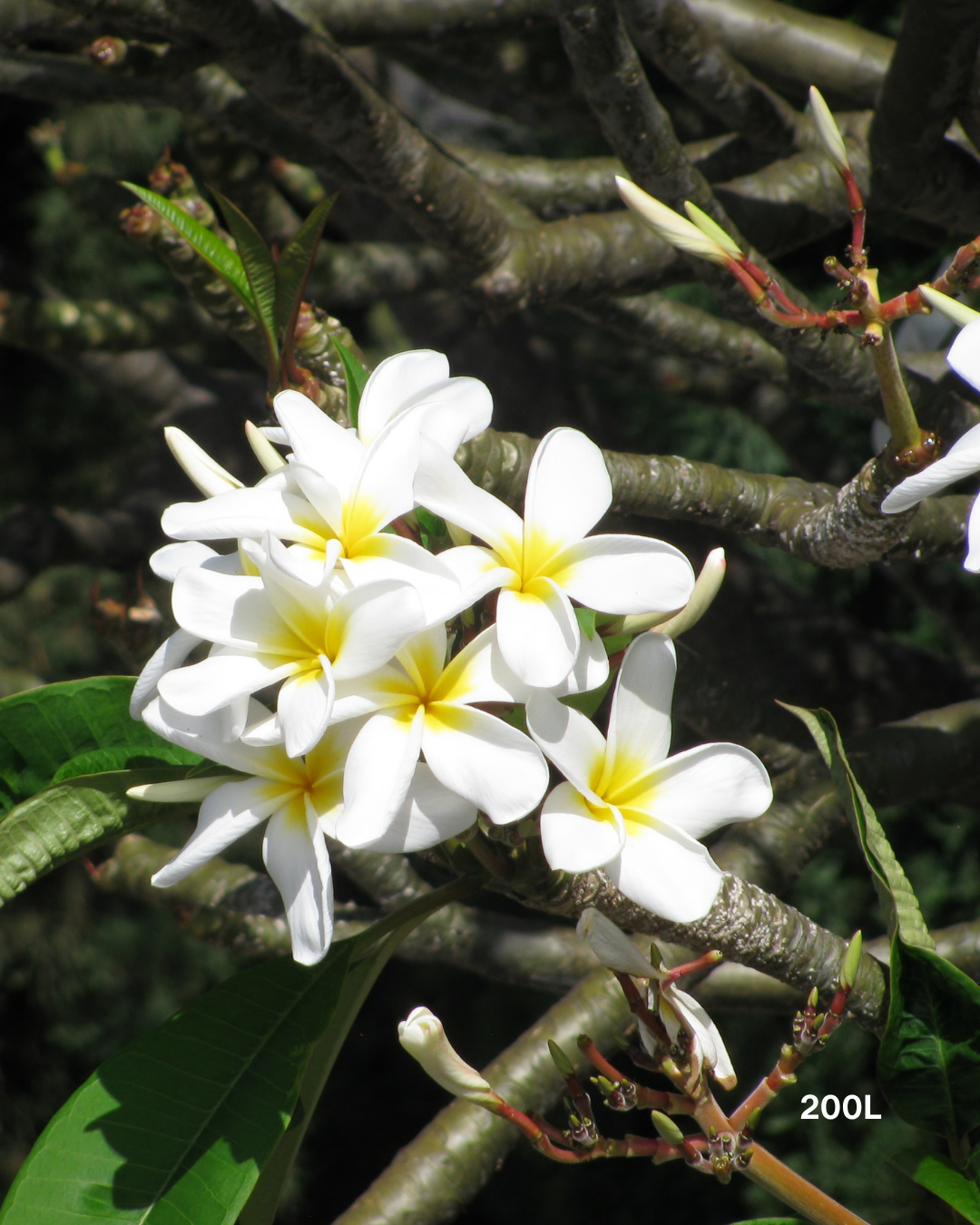 Plumeria rubra acutifolia White Frangipani