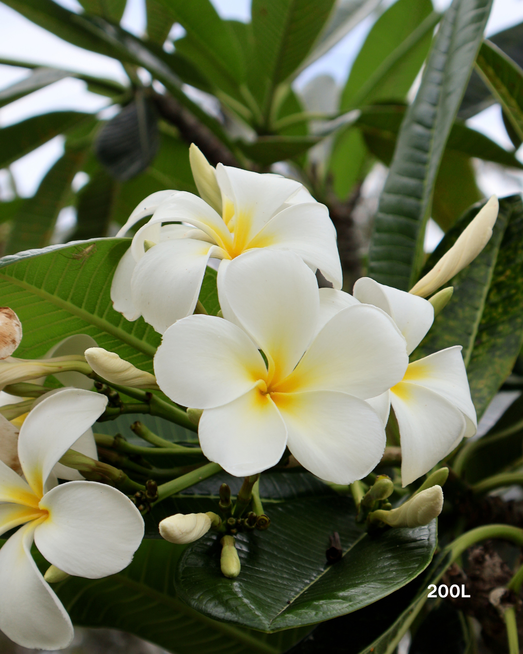 Plumeria rubra acutifolia White Frangipani