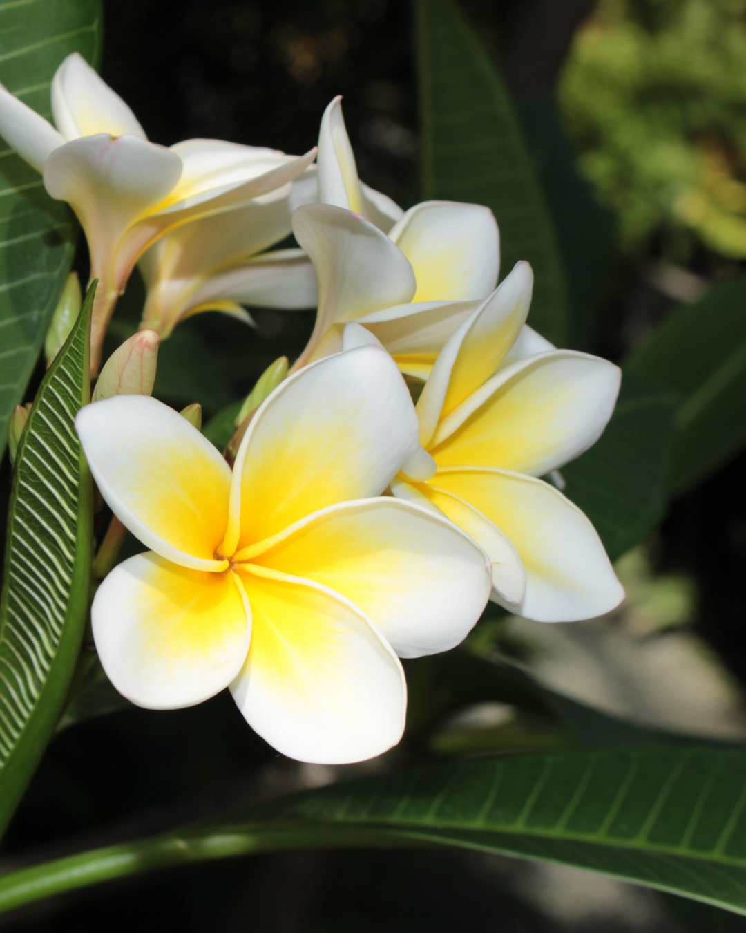 Plumeria rubra acutifolia White Frangipani